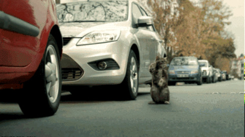 Don't Believe This Cat Funny Gif