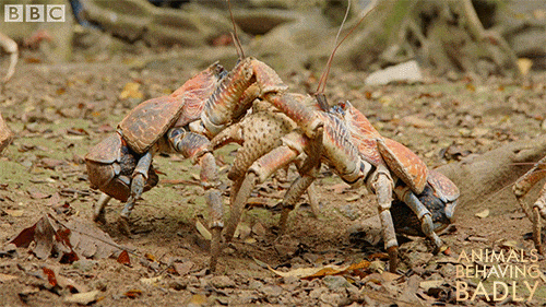 Coconut Crabs Fighting GIF by BBC - Find & Share on GIPHY