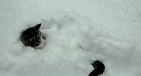 Kot i ogon w śniegu
