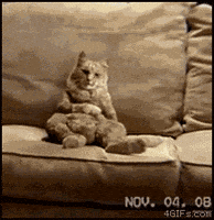 Stand Up Weird Cat GIF - Find & Share on GIPHY