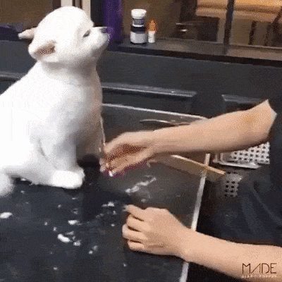 White Puppy Wiggles Ears While Being Groomed Haircut