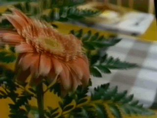 90S Vhs GIF - Find & Share on GIPHY