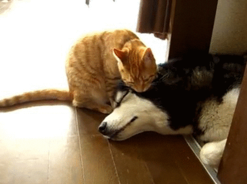 Interspecies GIF by Cheezburger - Find & Share on GIPHY