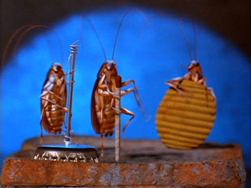 Cockroach Band