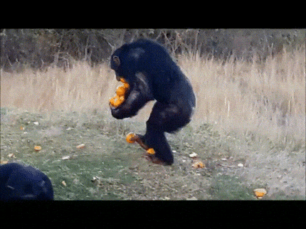 Image result for chimp carrying oranges gif