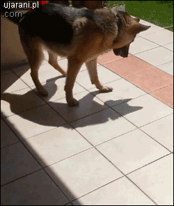 German Shepherd playing with the shadow