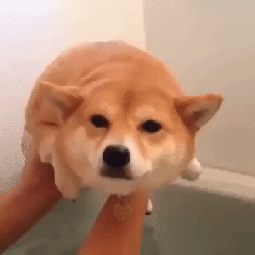 19 adorable puppers swimming in mid air because they think theyre in the water Animated GIF - Find & Share on GIPHY