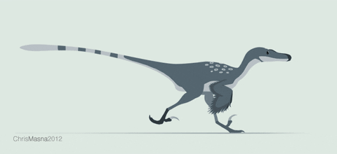 A small bipedal dinosaur with clearly feathered wings walking.
