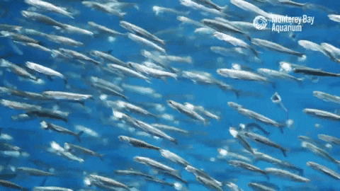 School of fish lead generation
