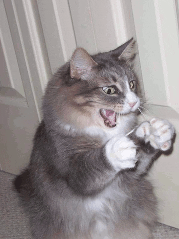 Excited Cats GIFs - Find & Share on GIPHY