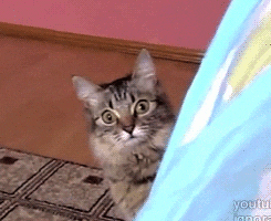 cat reaction wtf shocked watching