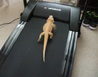 Pogona surpoids ?  - Page 2 Giphy