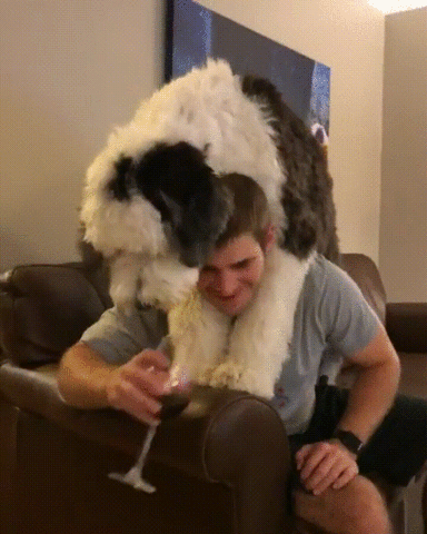 Giphy Gif of dog trying to drink wine