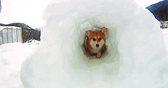 Hund im Schnee läuft durch Schneetunnel