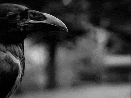 Horror Crow GIF - Find & Share on GIPHY