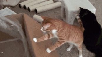 https://media.giphy.com/media/AVJu2Rt7tiK0E/giphy.gif