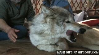Wolf Wolves GIF - Find & Share on GIPHY