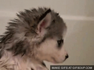 a Siberian Husky puppy howling after getting wet on a bathtub