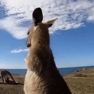 В США расследуют причастность украинских чиновников к вмешательству в президентские выборы, в центре внимания находится нардеп Деркач, - NYT - Цензор.НЕТ 3222