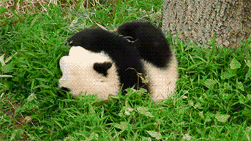 panda shenanigans