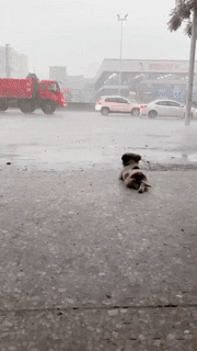 Enjoying rain in dog gifs