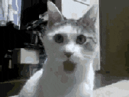Cats Meow GIFs - Find & Share on GIPHY
