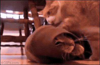 A cat lies in the sleeve of a jumper with its head poking out. Another cat comes along, climbs on top and starts biting the cat in the jumper. This pulls the sleeve backwards and the cat's face pops out the end of the sleeve looking shocked