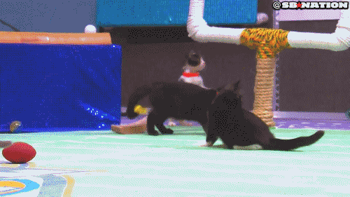 Image result for kitten bowl gifs