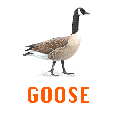 Goose GIFs - Find & Share on GIPHY