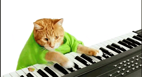 Cat Piano GIF - Find & Share on GIPHY