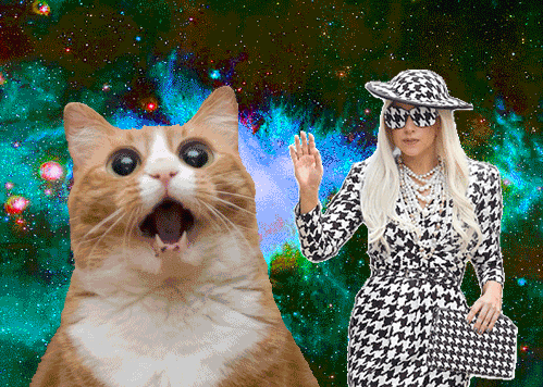 giphy.gif