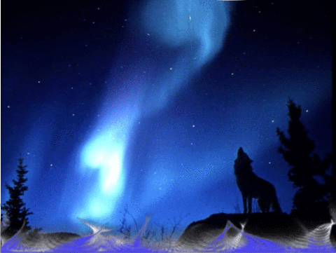 Wolf GIF - Find & Share on GIPHY