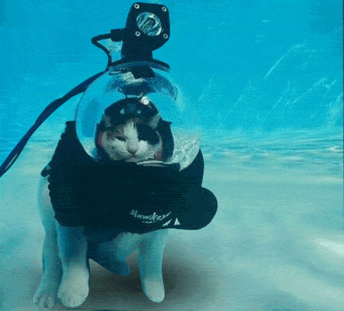 Scuba The Cat GIFs - Find & Share on GIPHY