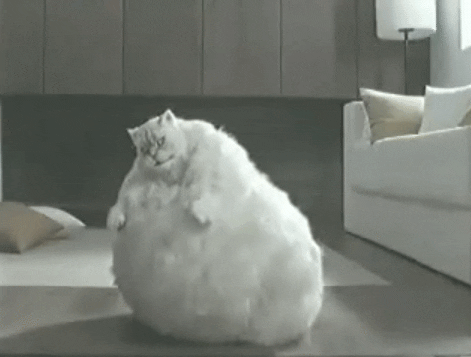 Gato gordo