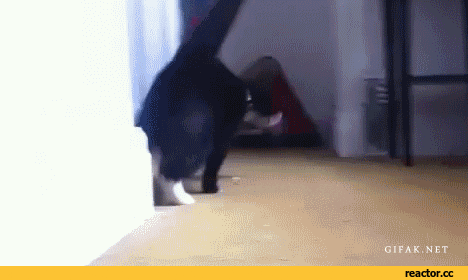Like A Boss GIF Find Share on GIPHY