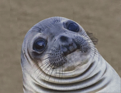 Seal No GIF - Find & Share on GIPHY