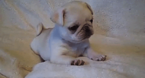Pug Puppy GIF - Find & Share on GIPHY