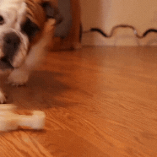 Boredom Buster Dog Toys: Spin-A-Bones – shopbullibone