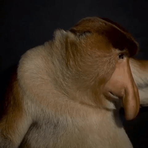 Monkey Wildlife GIF - Find & Share on GIPHY