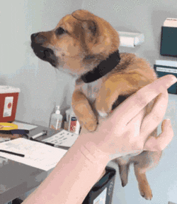 19 adorable puppers swimming in mid air because they think theyre in the water French Bulldog GIF - Find & Share on GIPHY