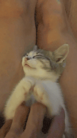 Cat Doesn't Want to Stop Belly Rub Cute Eyebleach
