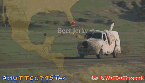 Mutt Cutts GIF by Dumb and Dumber To - Find & Share on GIPHY