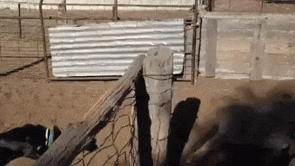 Fastest dog i have ever seen in funny gifs