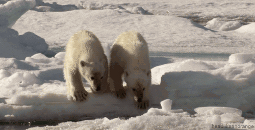 Polar Bear Party GIF - Find & Share on GIPHY