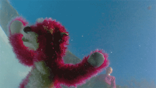 breaking bad bear in pool