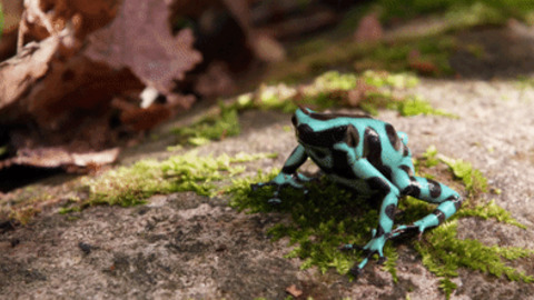Frog GIF - Find & Share on GIPHY