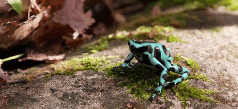 Scientists have worked out how deadly toxic frogs don’t poison themselves