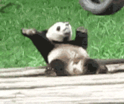 Dancing Panda GIFs - Find & Share on GIPHY
