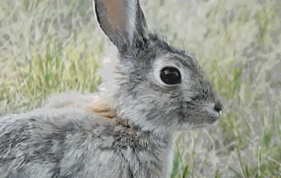 Rabbit GIF - Find & Share on GIPHY