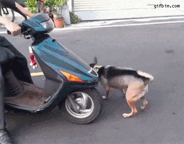 ride dog motorcycle